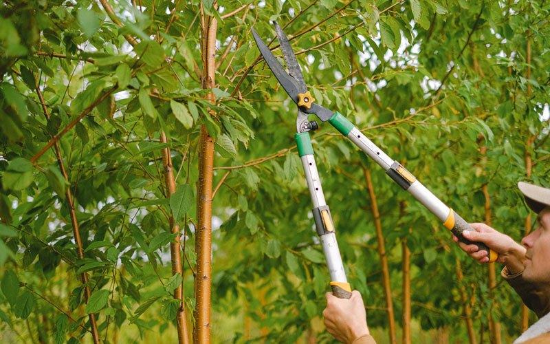 Tree trimming in Ashkum, IL