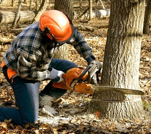 Tree Removal in Ashkum, IL